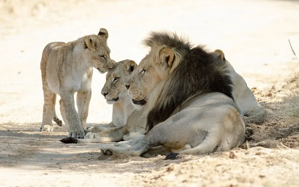 Wildlife on the Best of Namibia tour