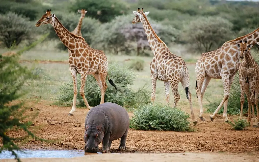 Wildlife on the Best of Namibia tour
