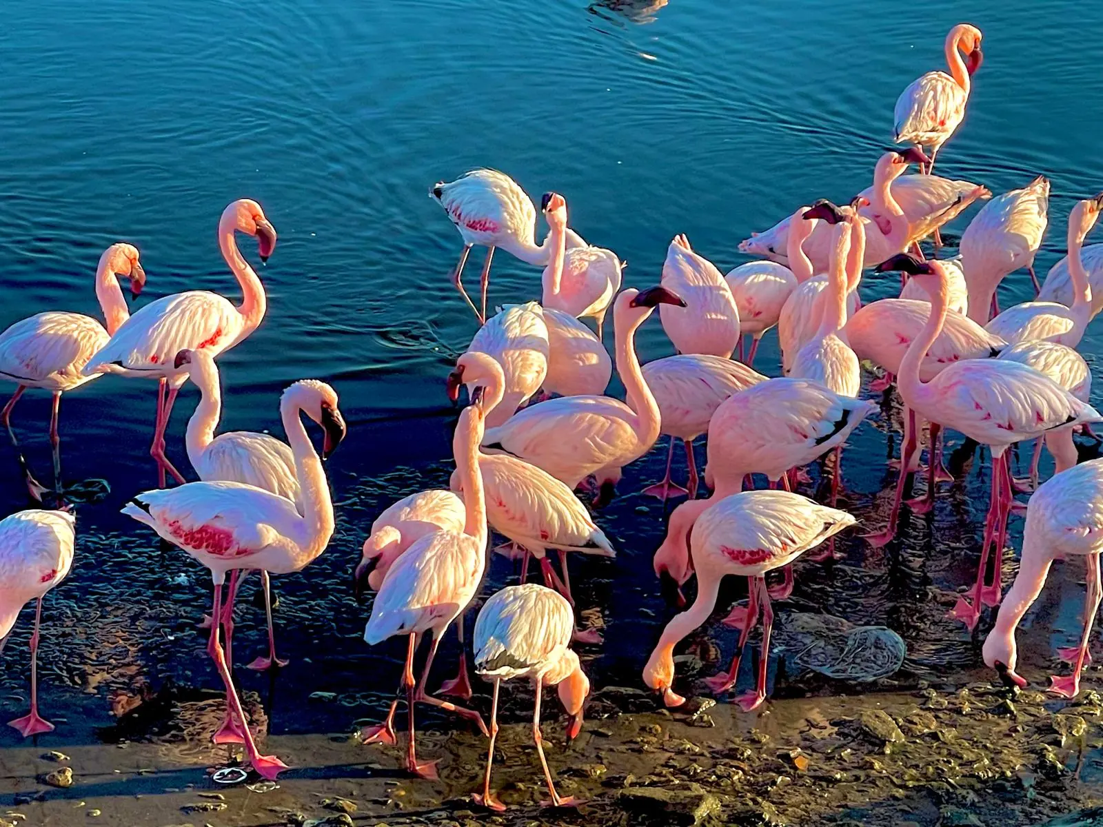 Wildlife on the Best of Namibia tour