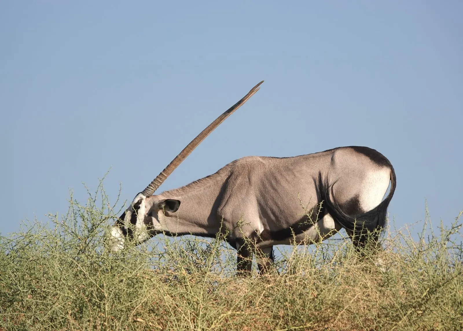 Wildlife on the Best of Namibia tour