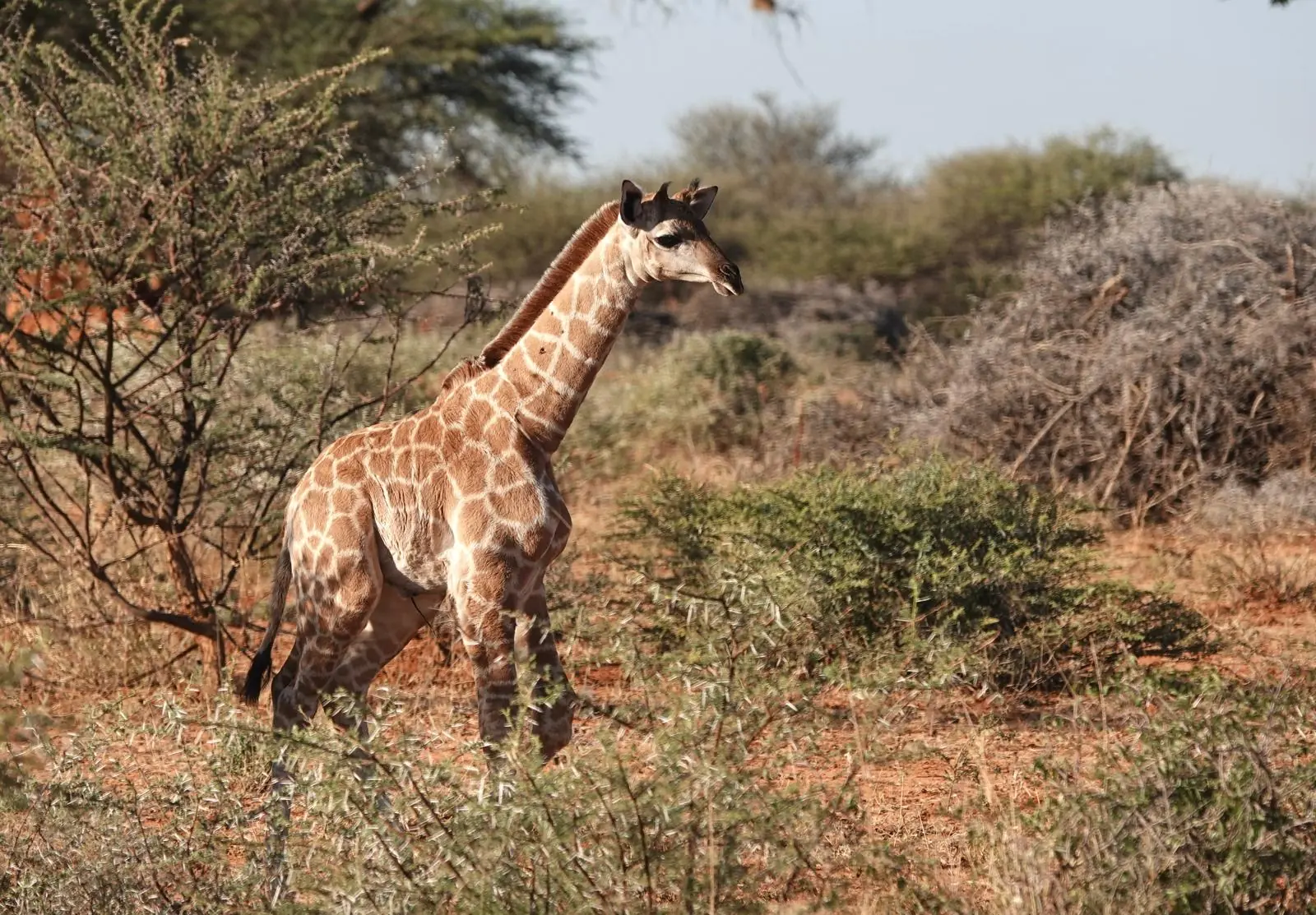 Wildlife on the Best of Namibia tour